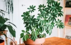 نگهداری گیاه شفلرا