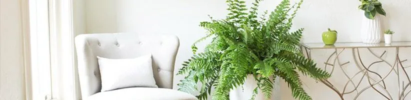 ۱۰ گیاهان آپارتمانی آویز که زیبایی خانه‌ی شما را دو برابر می‌کنند