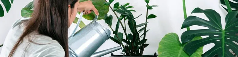 راهنمای کامل نگهداری گیاهان آپارتمانی از مبتدی تا حرفه‌ای