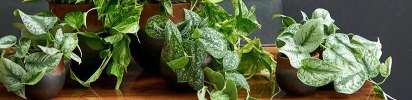 چگونه گیاهان آپارتمانی را برای تغییر دما در فصل‌های مختلف آماده کنیم؟