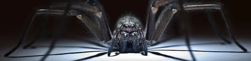 ۲۸ روش عالی برای فراری دادن سوسک حمام، عنکبوت و هزارپا