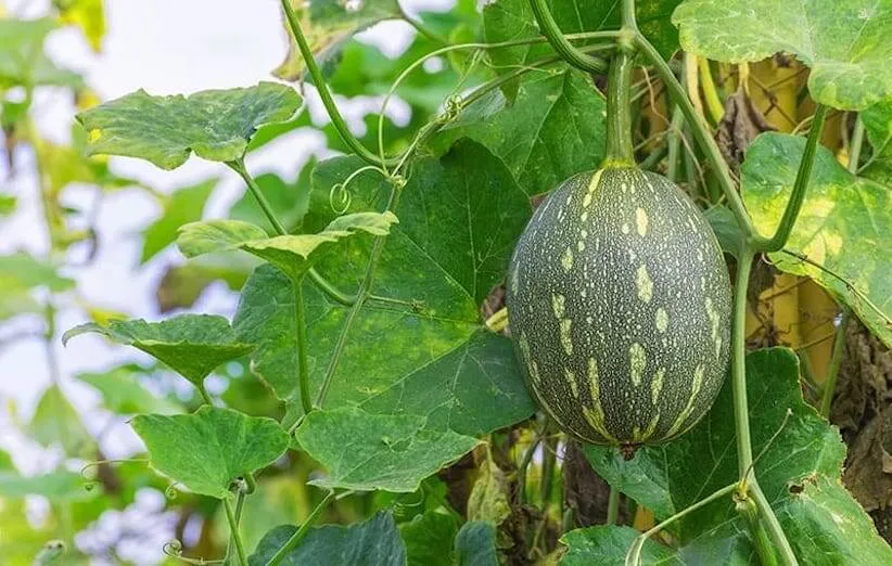 خربزه - خربزه‌ی زمستانی