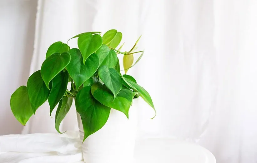 نور مناسب فیلودندرون