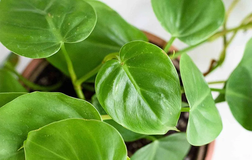 فیلودندرون