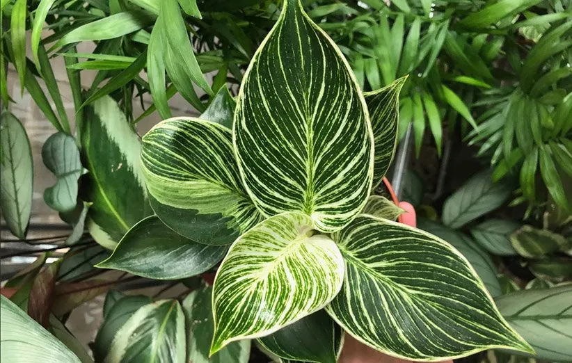 انواع فیلودندرون