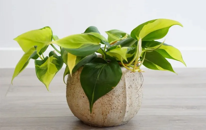 گلدان فیلودندرون