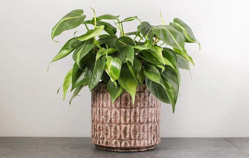 فیلودندرون