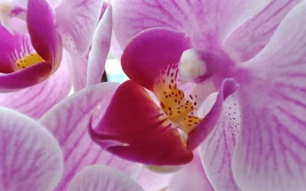 ردمی نوت 10 پرو