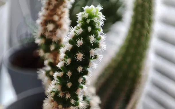 ردمی نوت 10 پرو