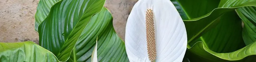 گیاهان آپارتمانی زیبا