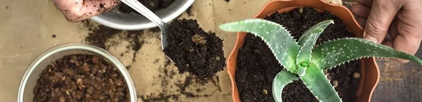 پرورش آلوورا