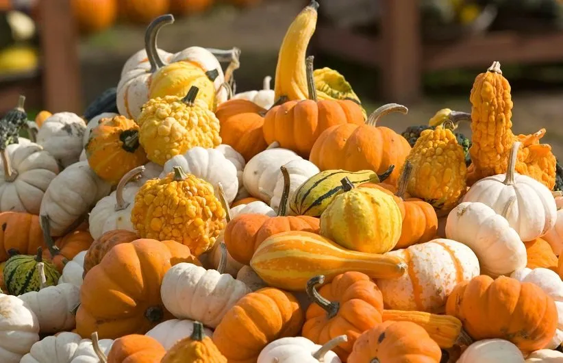 مواد مغذی موجود در کدو