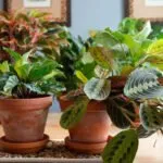 گیاهان آپارتمانی رطوبت دوست