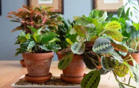 گیاهان آپارتمانی رطوبت دوست