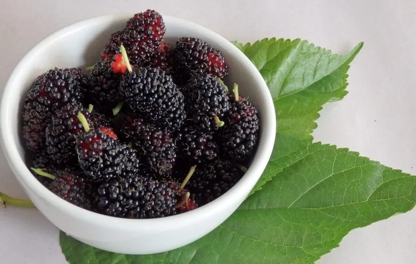 درمان پوست خشک و حساس با شاهتوت