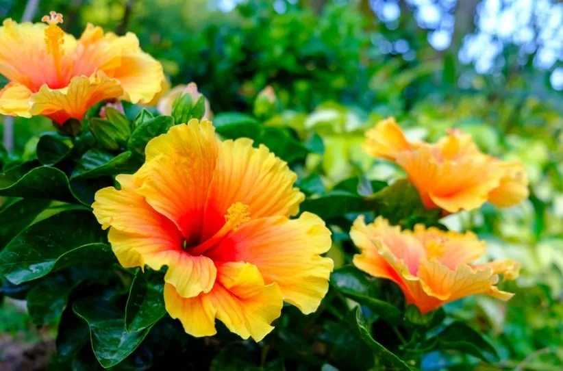 گل‌های خوراکی: ختمی