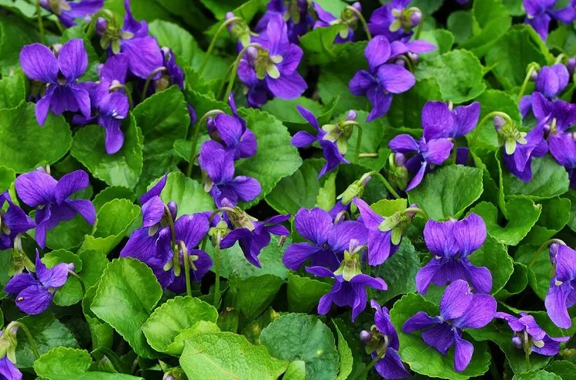 گل‌های خوراکی : بنفشه