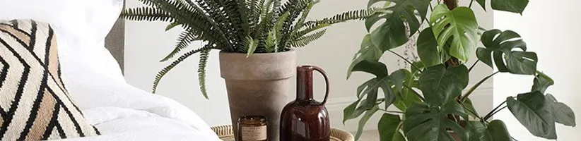 ۱۱ گیاه آپارتمانی مناسب برای اتاق خواب که به سلامت شما کمک می‌کنند