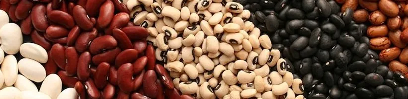 لوبیا؛ خواص عجیب ارزان‌ترین منبع پروتئین جهان