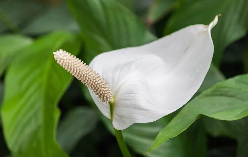 اسپاتیفیلوم