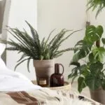 گیاهان آپارتمانی در اتاق خواب