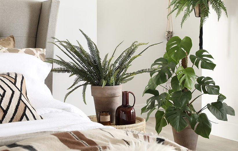 گیاهان آپارتمانی در اتاق خواب