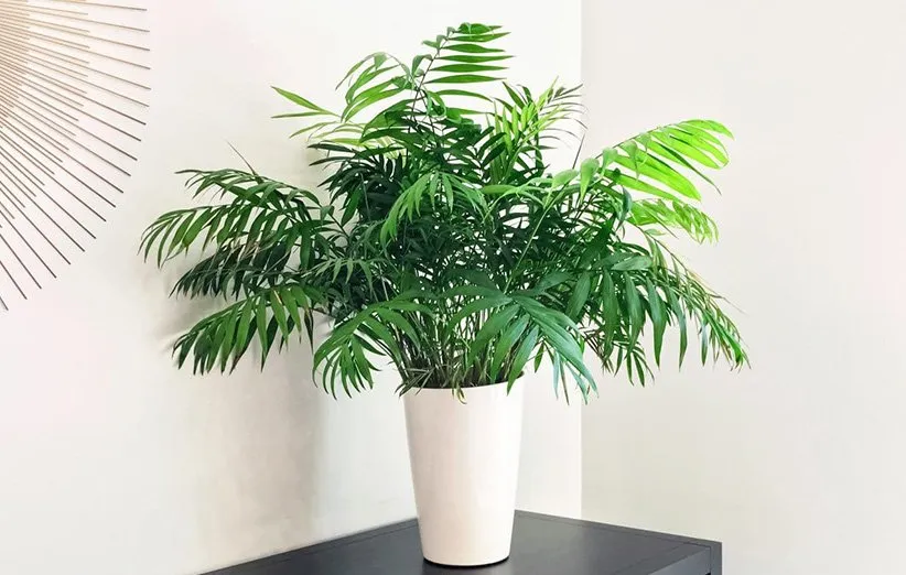 نخل شامادورا