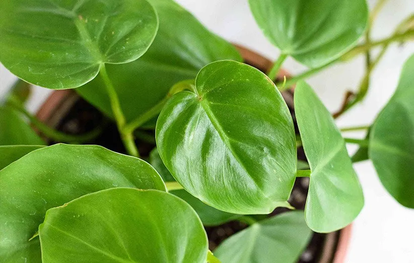 فیلودندرون