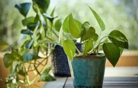 مراقبت از گیاهان آپارتمانی در سفر