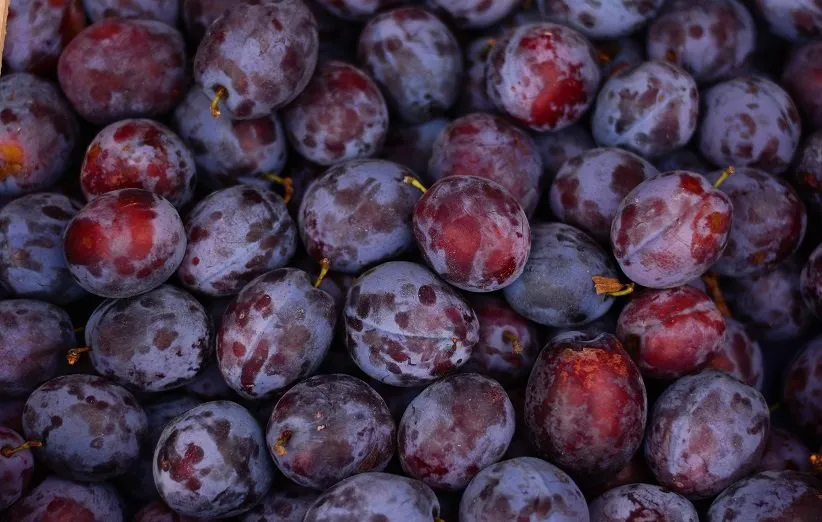 آلو ممکن است سیستم ایمنی بدن را تقویت کند