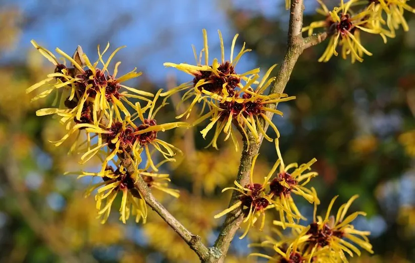 خواص فندق افسونگر