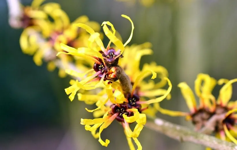 فندق افسونگر به‌عنوان یک دئودرانت عمل می‌کند