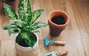 دیفن‌باخیا