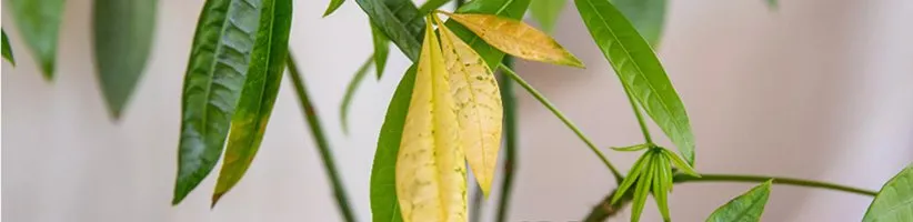 ۹ علت رایج ریزش برگ گیاهان آپارتمانی (و روش مقابله با آنها)