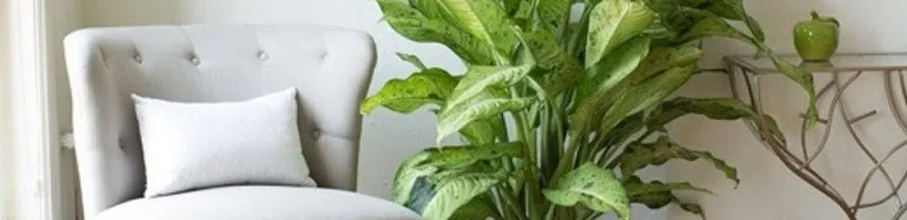 راهنمای کامل پرورش و نگهداری گیاه دیفنباخیا در خانه