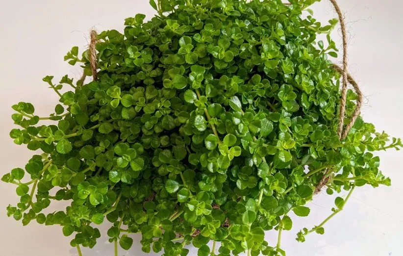 نگهداری از چمن عروس