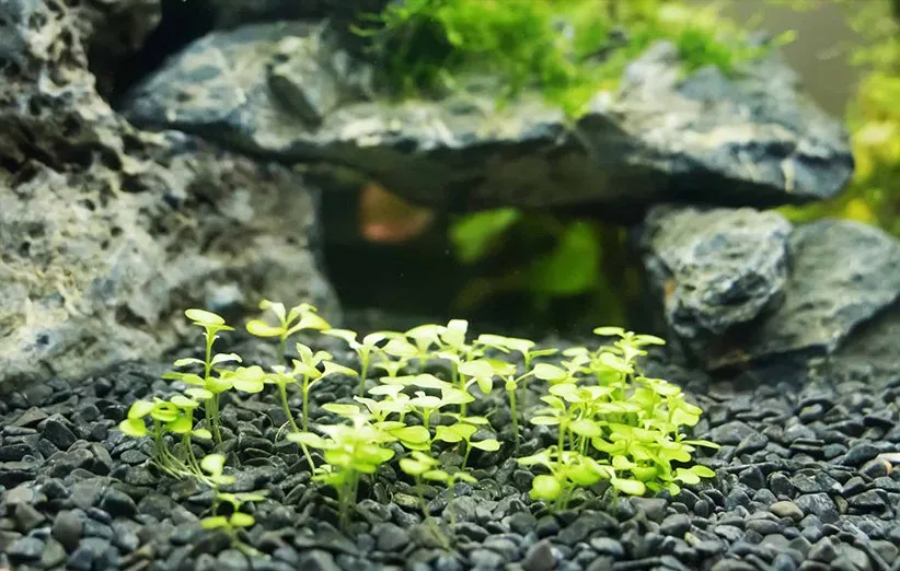 چمن عروس در فضای باز