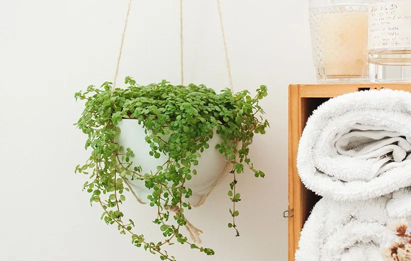 تکثیر چمن عروس