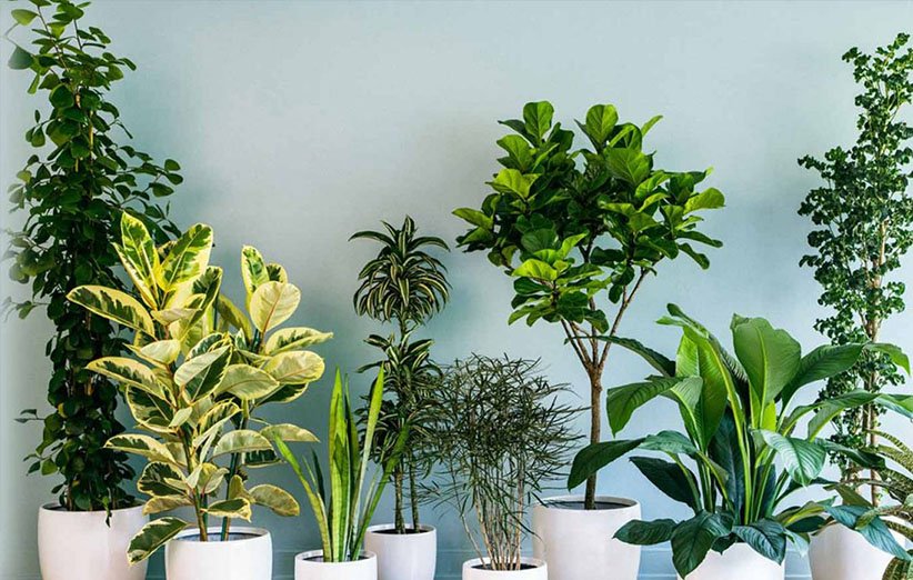 بهترین گیاهان آپارتمانی 