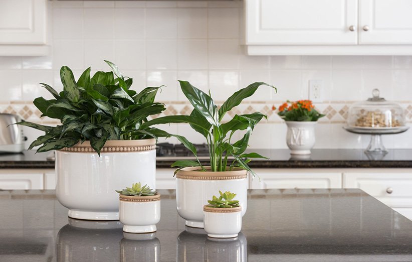 گیاهان آپارتمانی در آشپزخانه