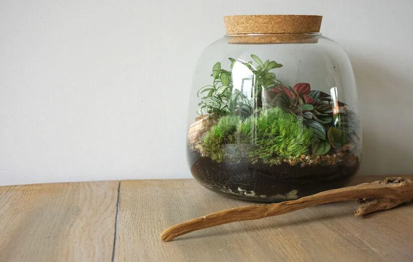 تراریوم خود را بسازید