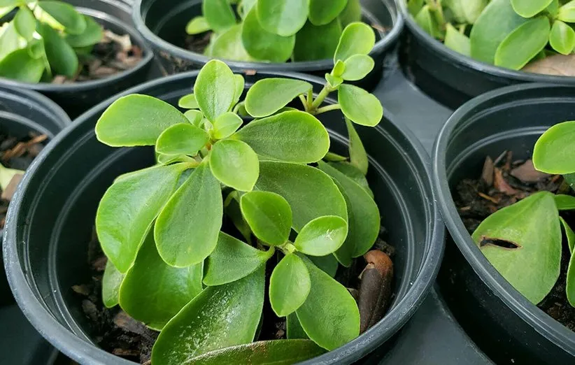 تعویض گلدان پپرومیا