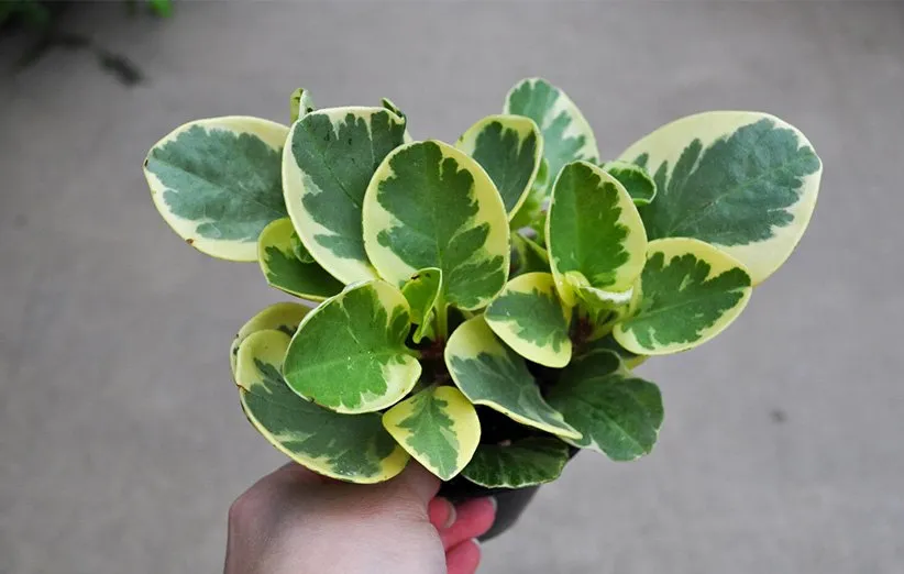 مراقبت از پپرومیا