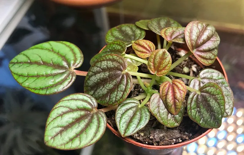 نگهداری از پپرومیا