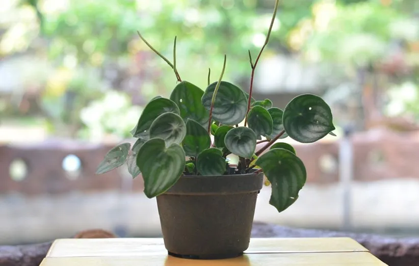 انواع پپرومیا