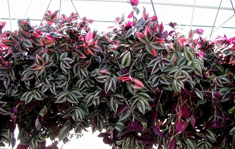 گیاه برگ بیدی