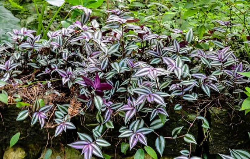 گیاه برگ بیدی