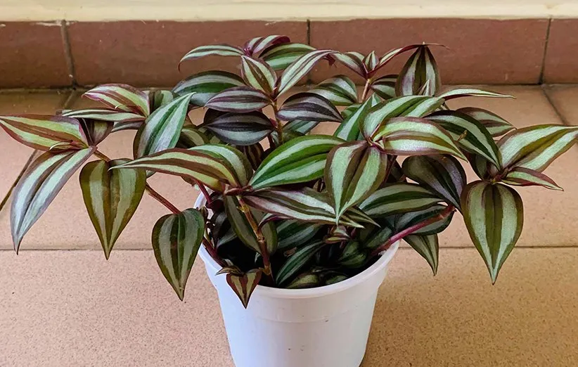 گیاه برگ بیدی