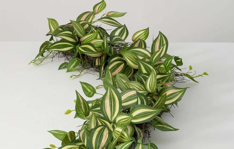 گیاه برگ بیدی