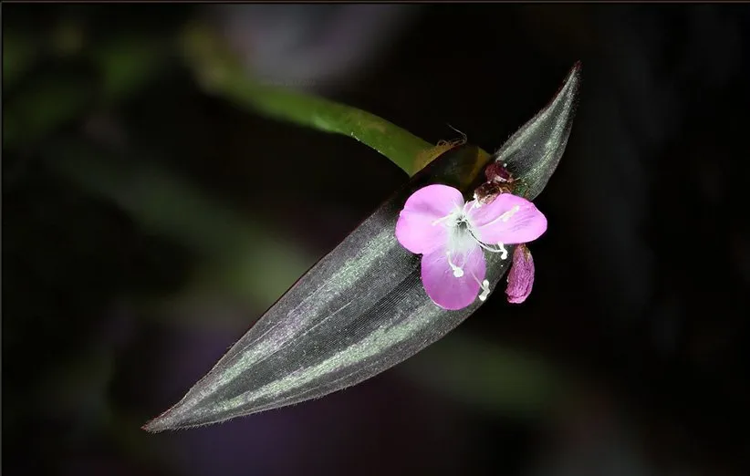 گیاه برگ بیدی